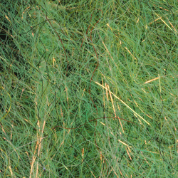 H2O Flash Blend Baitfish Pennello da 5 pollici (flash)