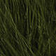 Moss Green