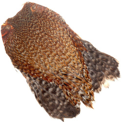 Collo di gallo FFGene India classe AA