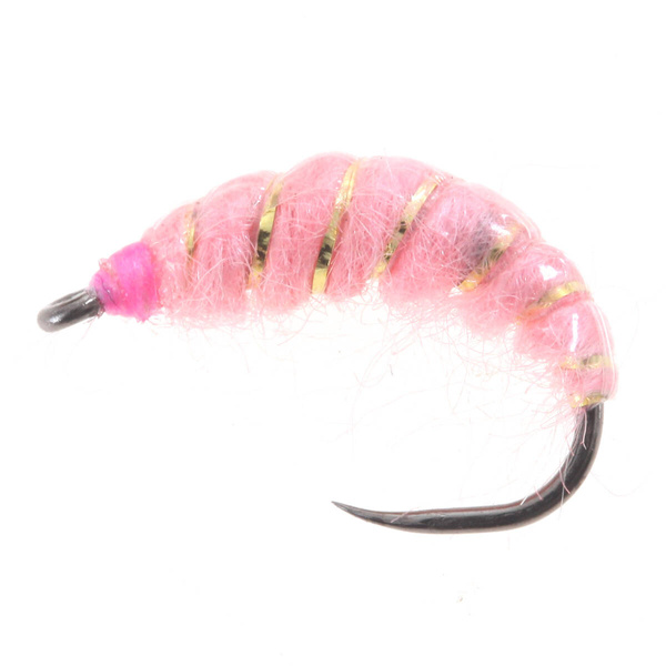 Ninfa ceca a coste rosa