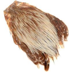 Collo di gallo FFGene India Classe A