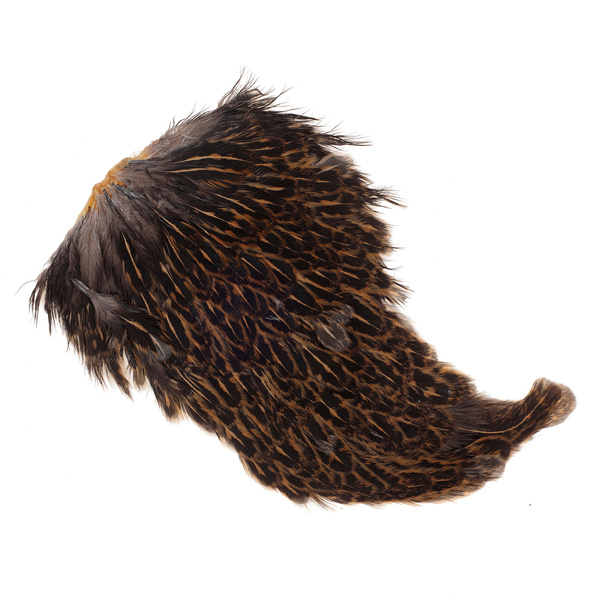 Sella di gallina maculata FFGene India