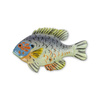 Pumpkinseed