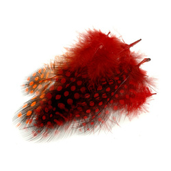 FFGene Piume di faraona