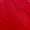 Red/Scarlet