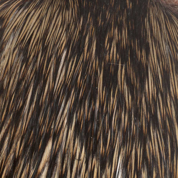 Collo di gallo FFGene India Classe A