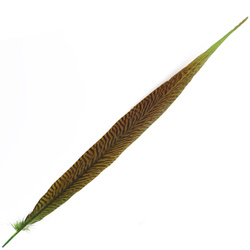 FFGene Piume di coda di fagiano dorato