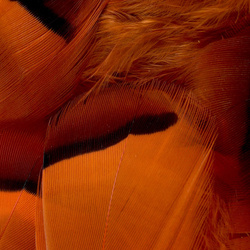FFGene Piume di pernice rossa