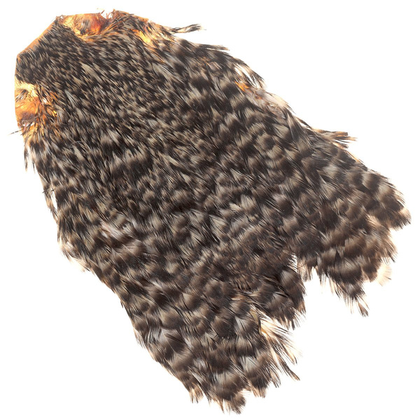 Collo di gallina FFGene India