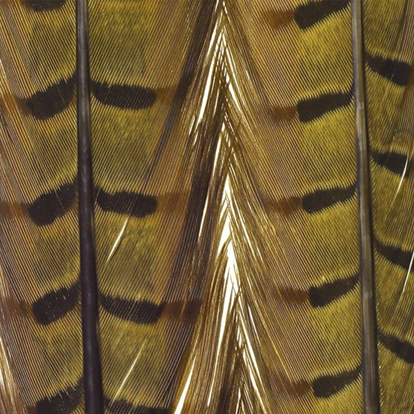 FFGene Pheasant Center Tail