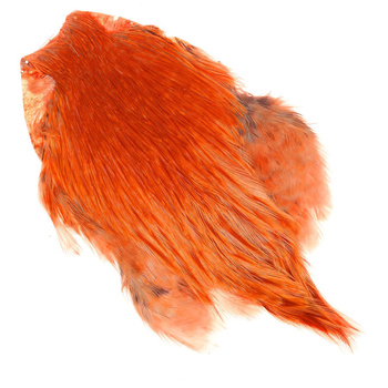 Collo di gallo colorato FFGene India
