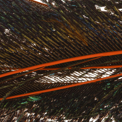 Wapsi Peacock Swords