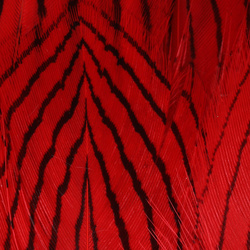 Hareline Piume del corpo di fagiano argentato