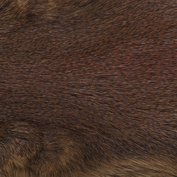 Wapsi Pelle intera di Pine Squirrel