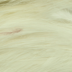 Hareline Piume hackle del collo per acqua salata