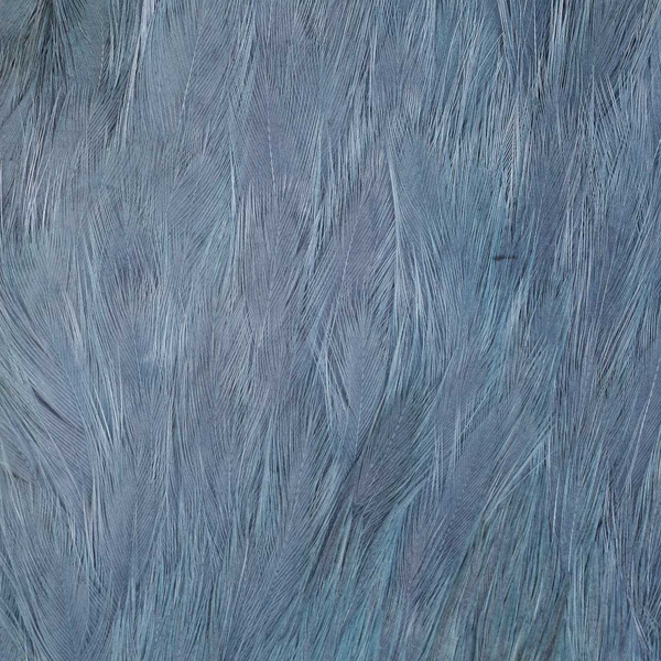 Collo di gallina FFGene India