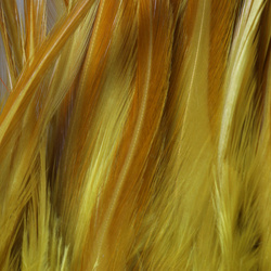 FFGene Hackle di sella di gallo in mazzo