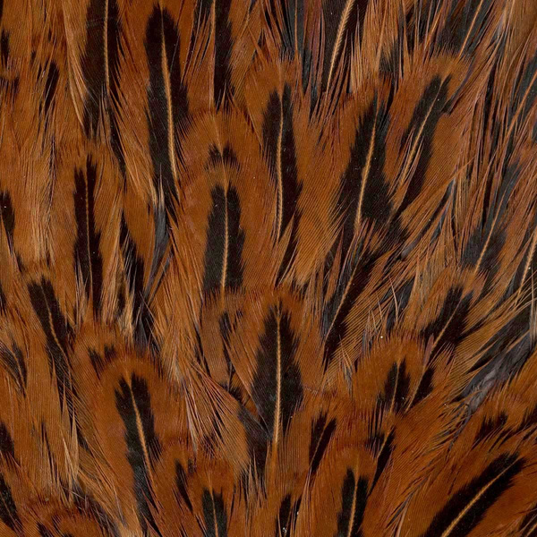 Sella di gallina maculata FFGene India