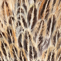 Sella di gallina maculata FFGene India