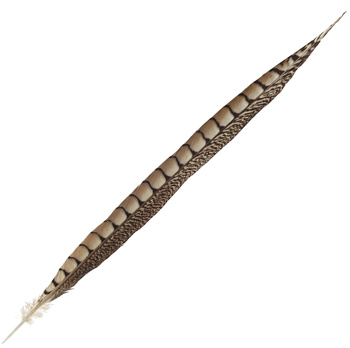 FFGene Piume di coda di fagiano di Lady Amherst