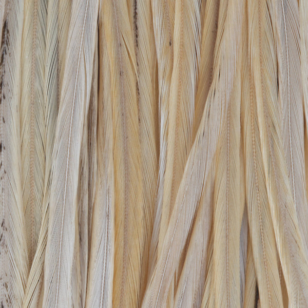 Sella di gallo Whiting per mosche secche