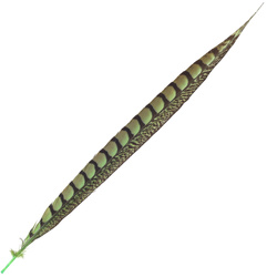 FFGene Piume di coda di fagiano di Lady Amherst