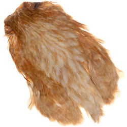 Collo di gallina FFGene India