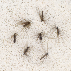 Hair Hacke Spackled Brown Caddis