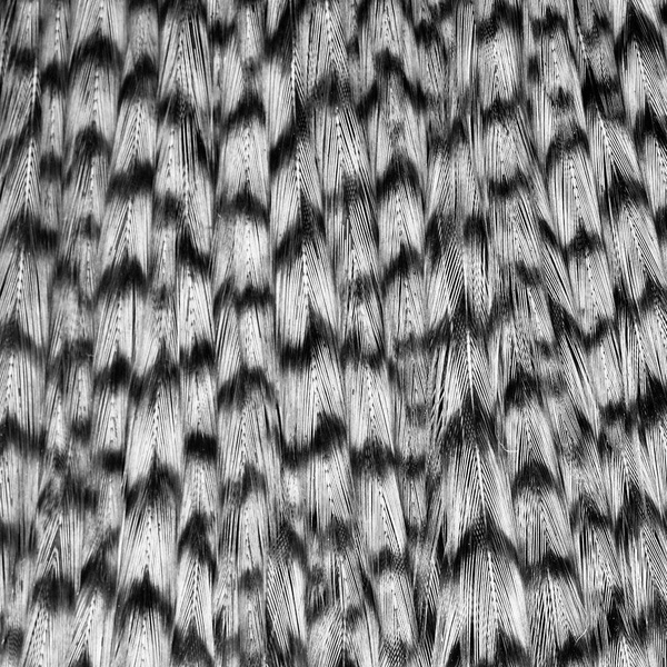 Wapsi Dry Fly Neck Select Sections Butt