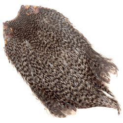 Collo di gallo FFGene India classe Top