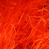 Hot Orange