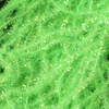 Fl. Chartreuse