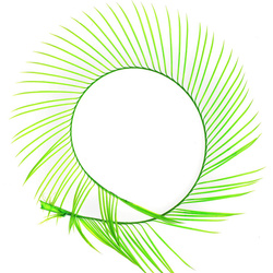 FFGene Biot d’oca