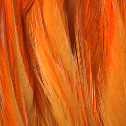 FFGene Hackle di sella di gallo in mazzo