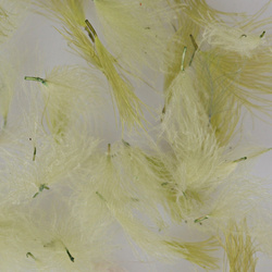 Hareline Piumini CDC Oiler Puffs