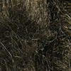 Black Olive