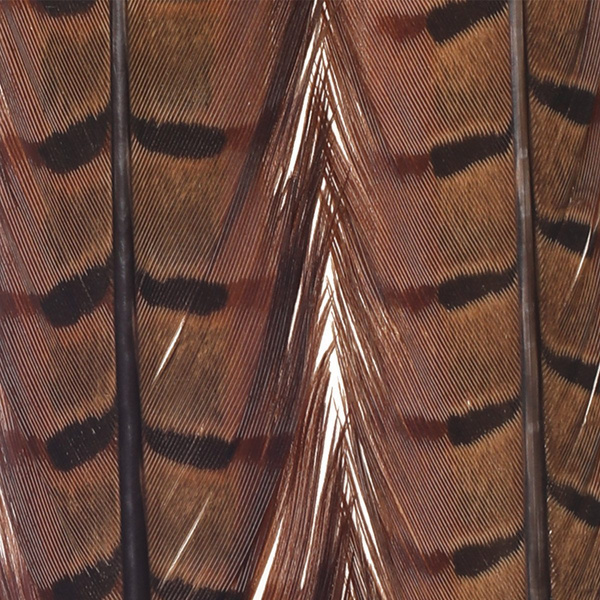 FFGene Pheasant Center Tail