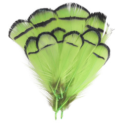 FFGene Piume tippet di fagiano di Lady Amherst