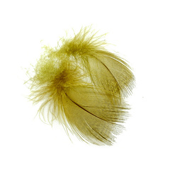 FFGene Piume del petto di germano reale
