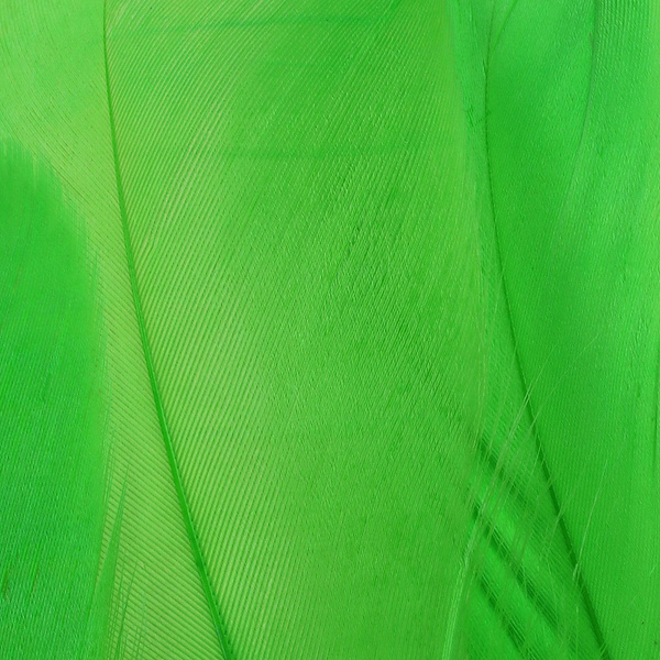 FFGene Piume della spalla d’oca