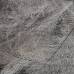 FFGene CDC Goose Jambo Pack - 1 gr