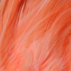 FFGene Hackle di sella di gallo in mazzo