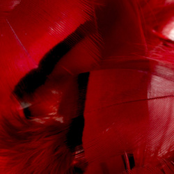 FFGene Piume di pernice rossa