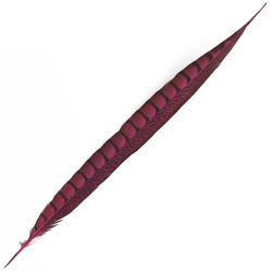 FFGene Piume di coda di fagiano di Lady Amherst