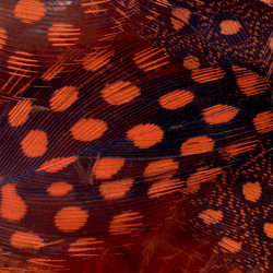 FFGene Piume di faraona