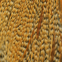 Collo di gallo Metz #3