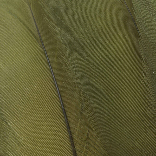 FFGene Piume della spalla d’oca