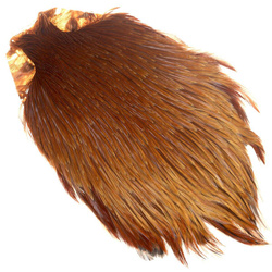 Collo di gallo FFGene India classe Top
