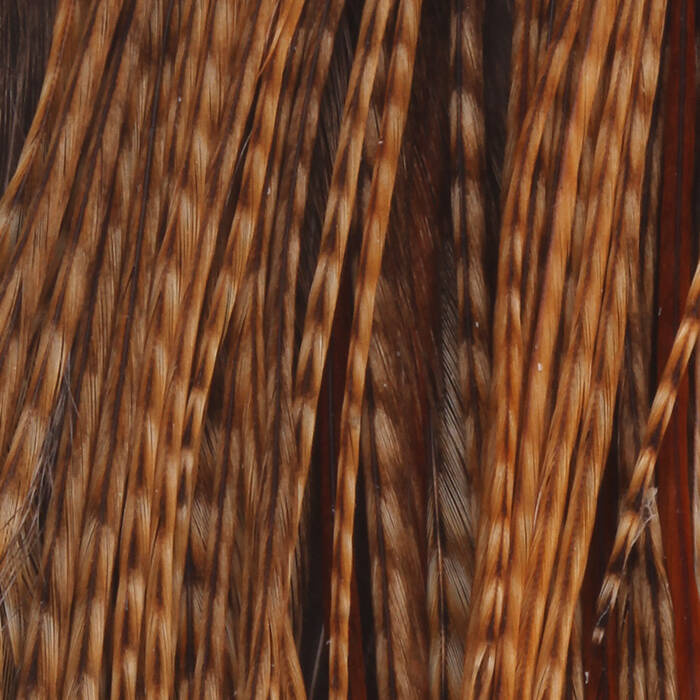 Barred Dark Ginger