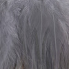 Shad Gray